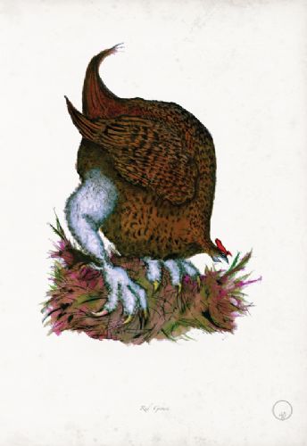 Red Grouse - artist signed print